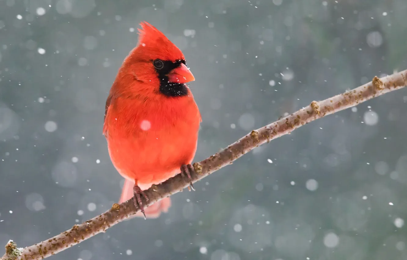 Фото обои зима, снег, птица, ветка, красный кардинал