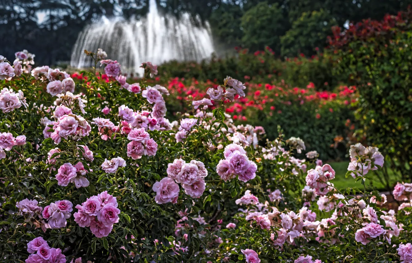Фото обои парк, сад, фонтан