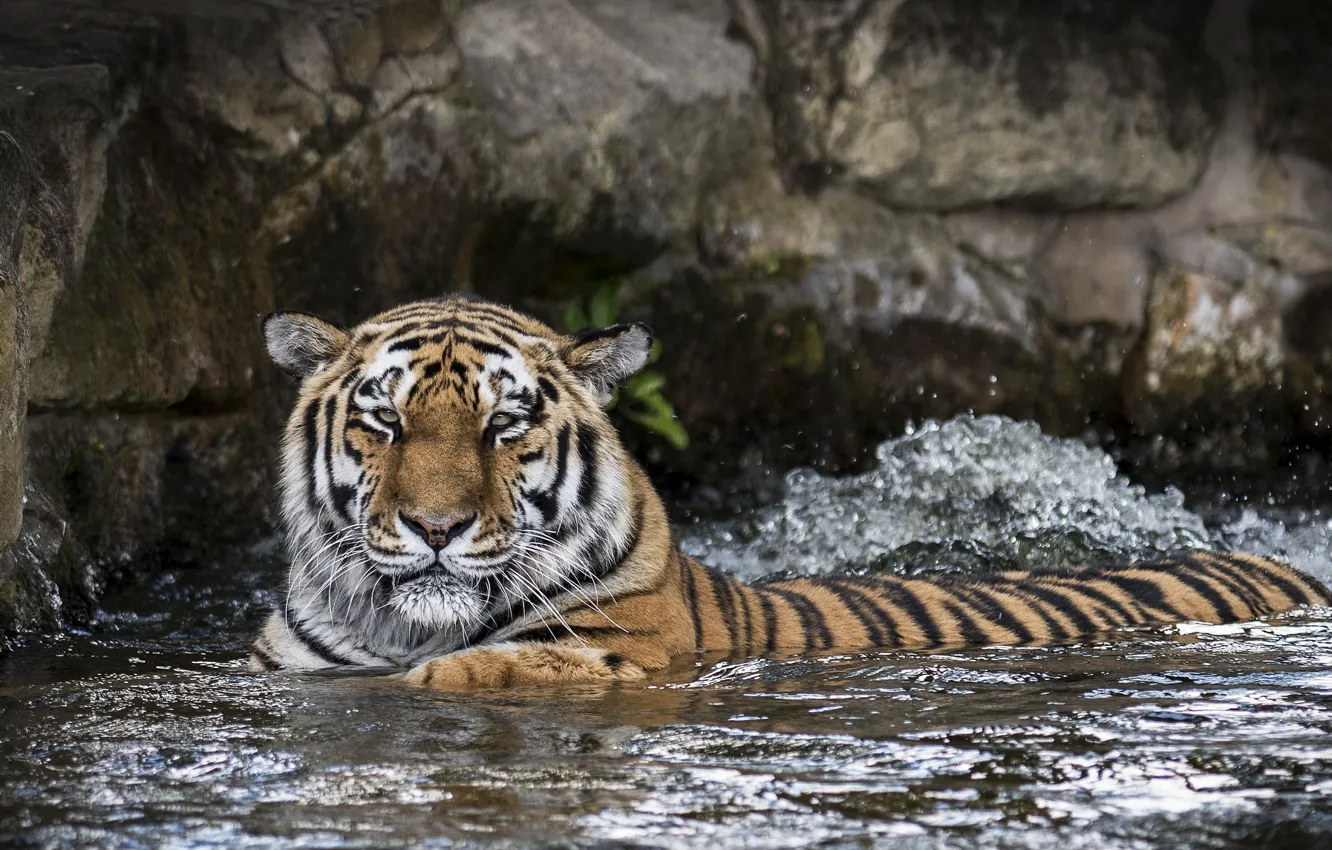 Фото обои морда, тигр, хищник, купание, дикая кошка, зоопарк, водоём