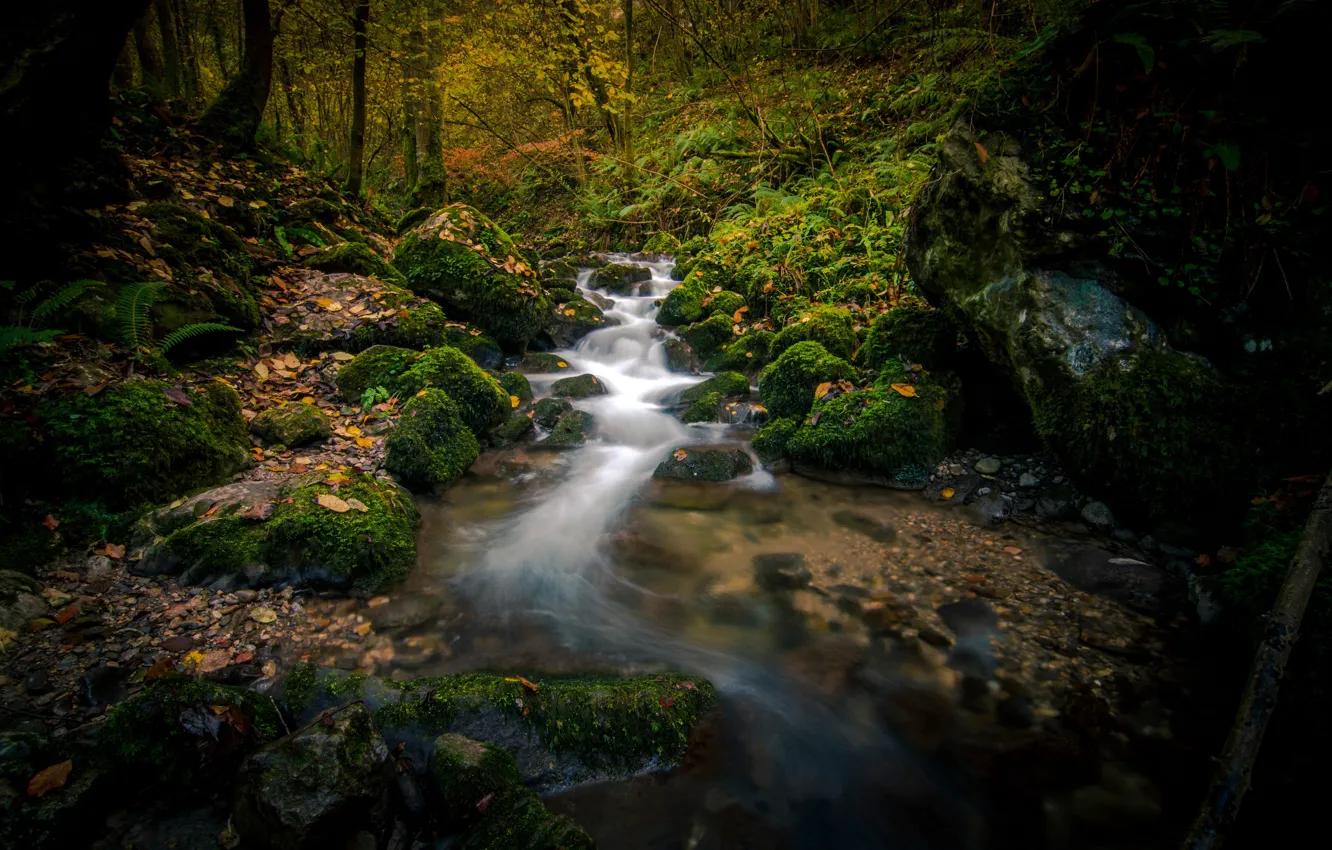Фото обои осень, лес, ручей, камни, мох, речка, Испания, Spain