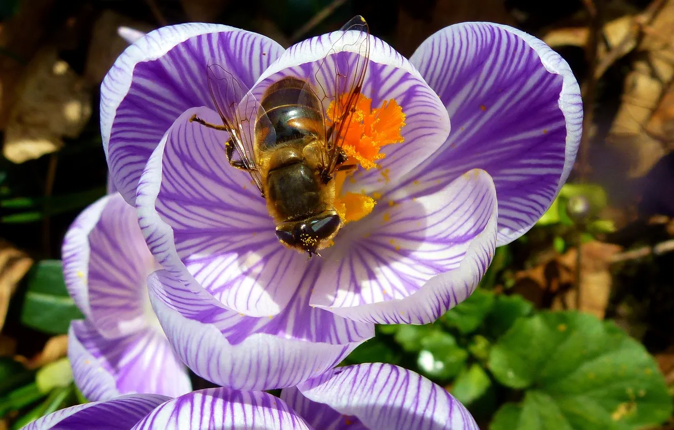 Фото обои цветок, пчела, лепестки, насекомое, крокус