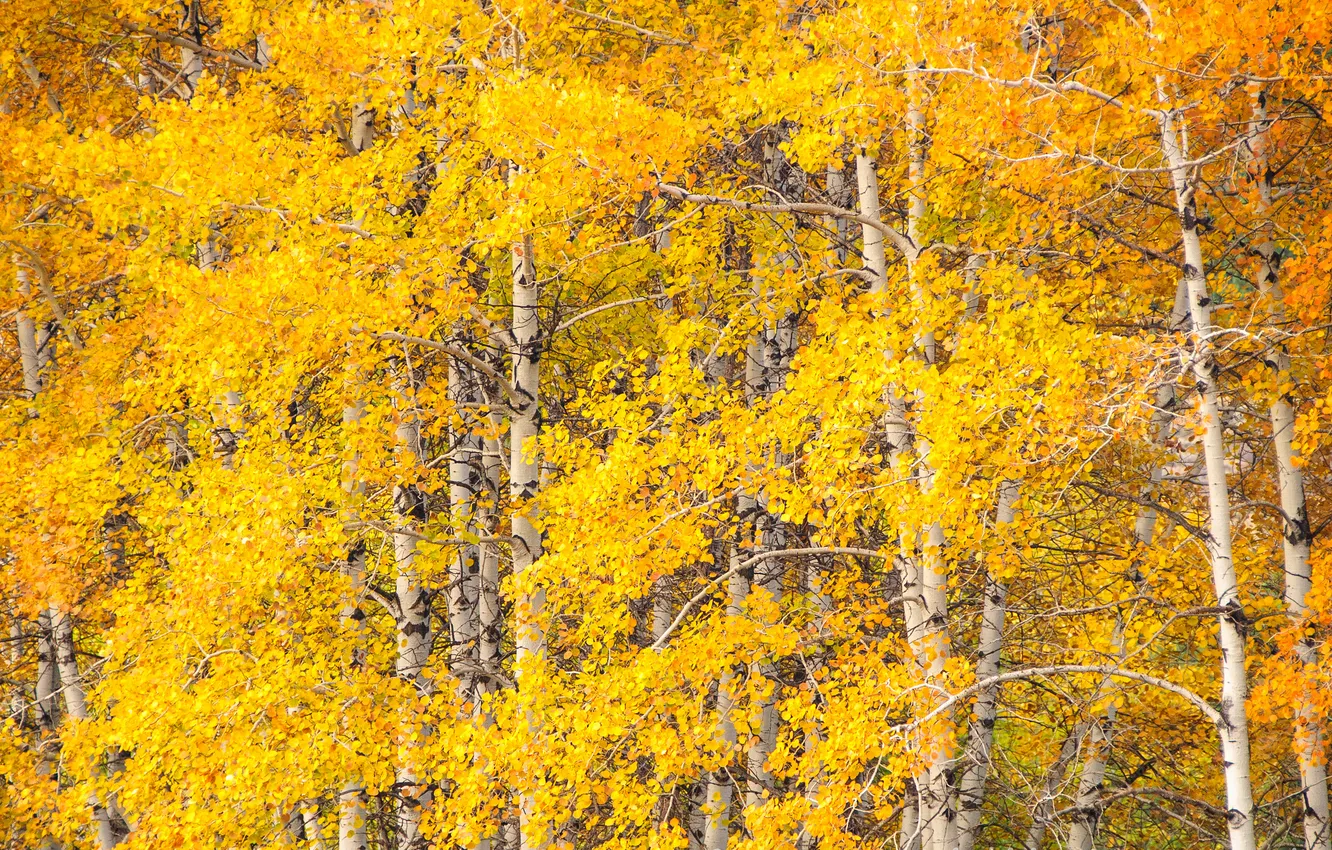 Фото обои осень, листья, деревья, осина