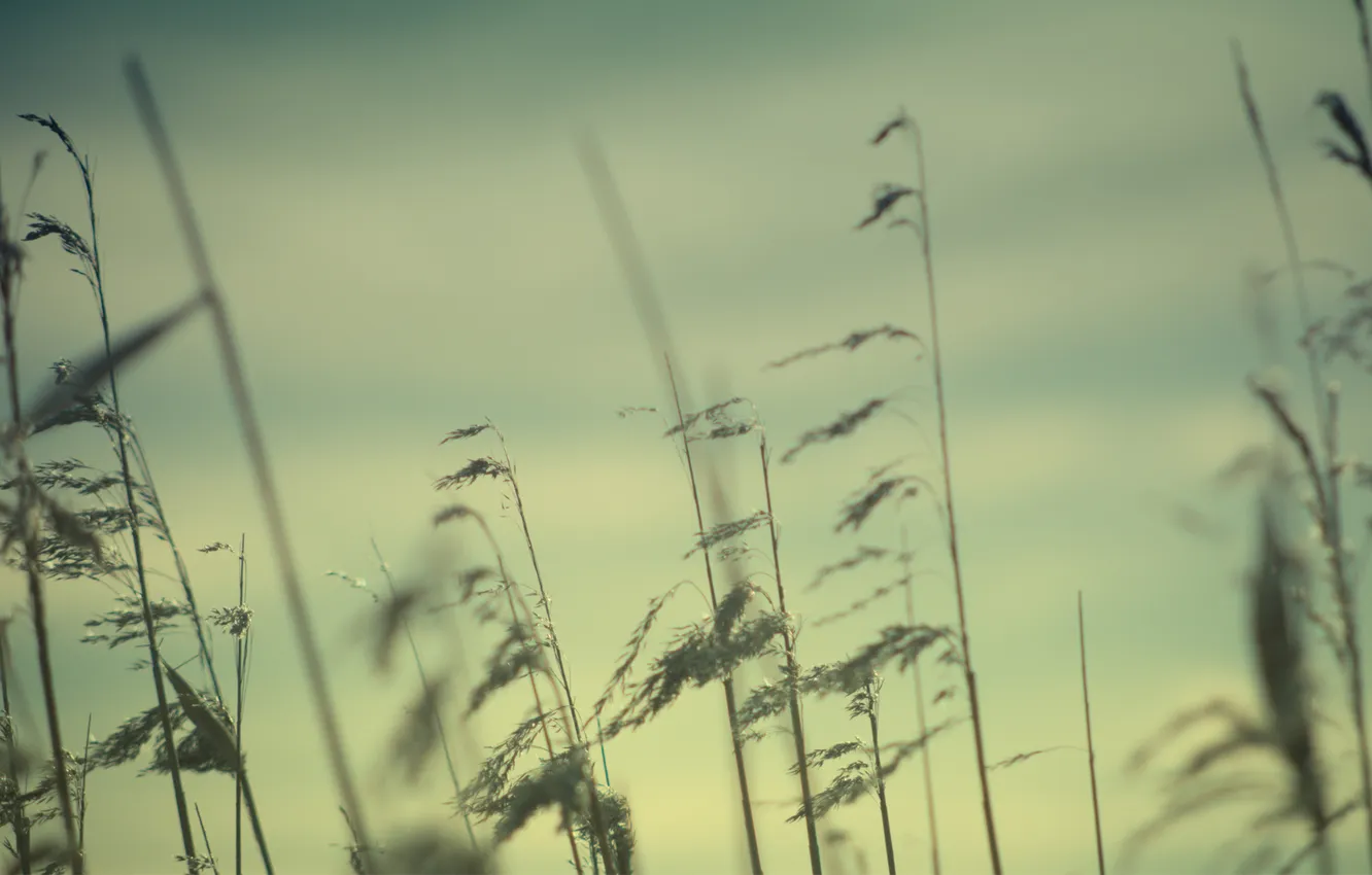 Фото обои холод, трава, ветер, стебли, растение