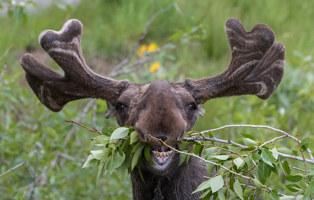 Фото обои Wallpaper, animal, moose, Deer, ..Funny