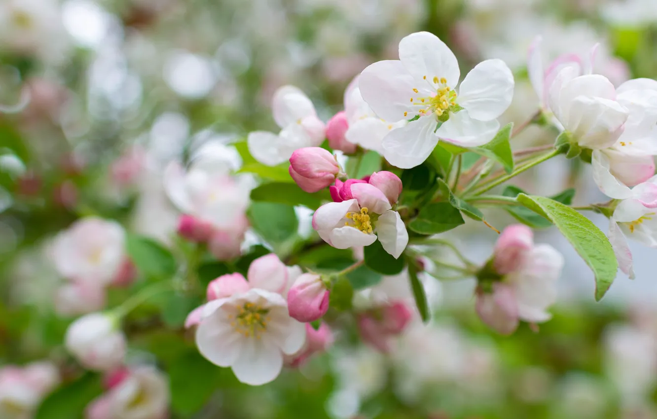 Фото обои цветы, ветки, весна, яблоня, цветение, яблоневый цвет