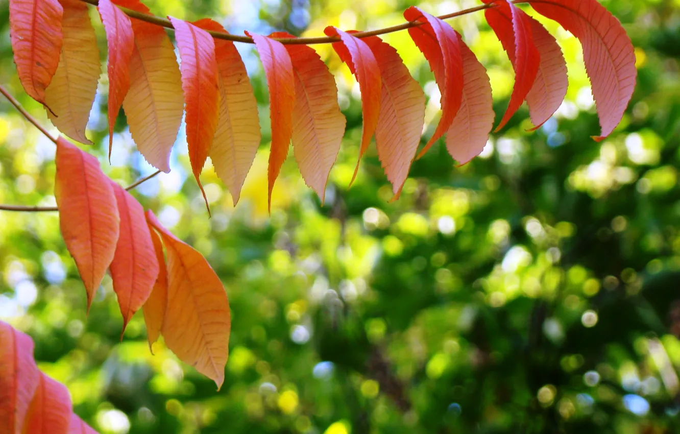 Фото обои осень, листья, яркие краски