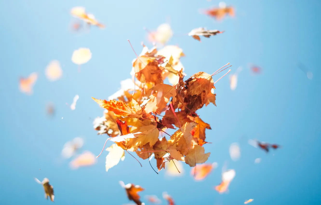 Фото обои осень, небо, листва, вверх, охапка, листьев
