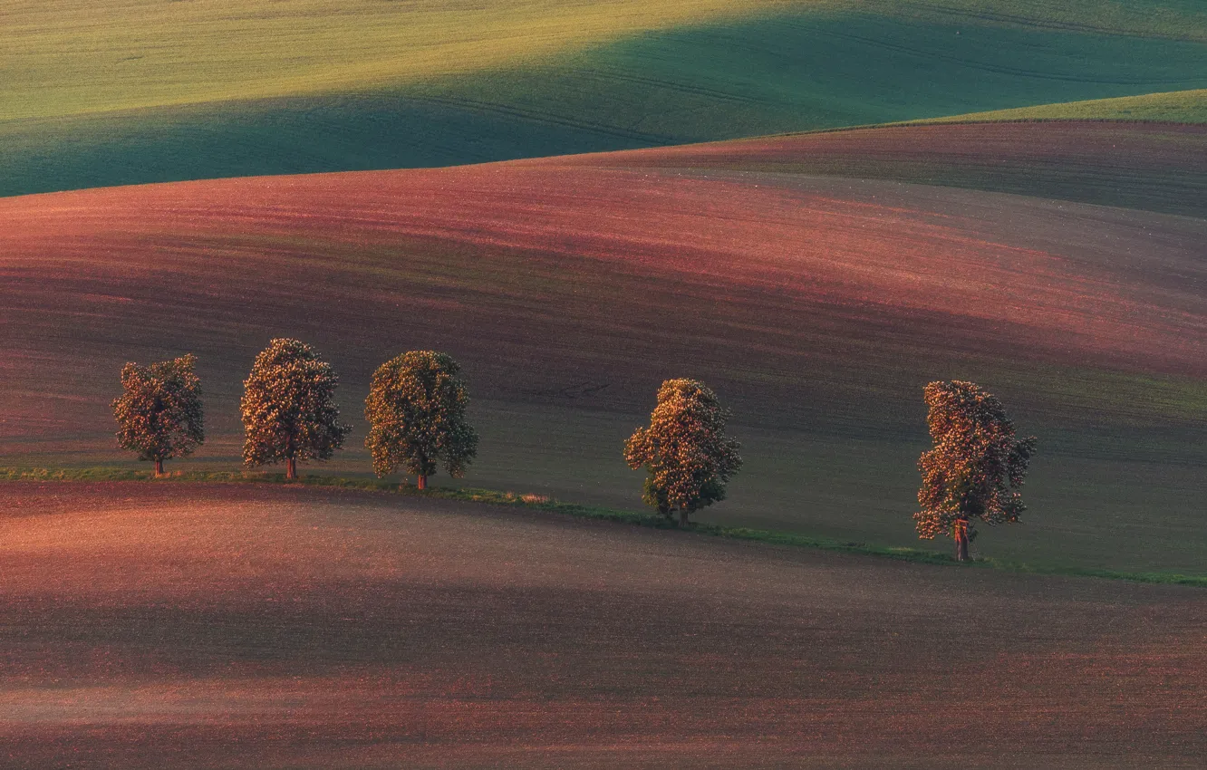 Фото обои поле, свет, деревья, природа