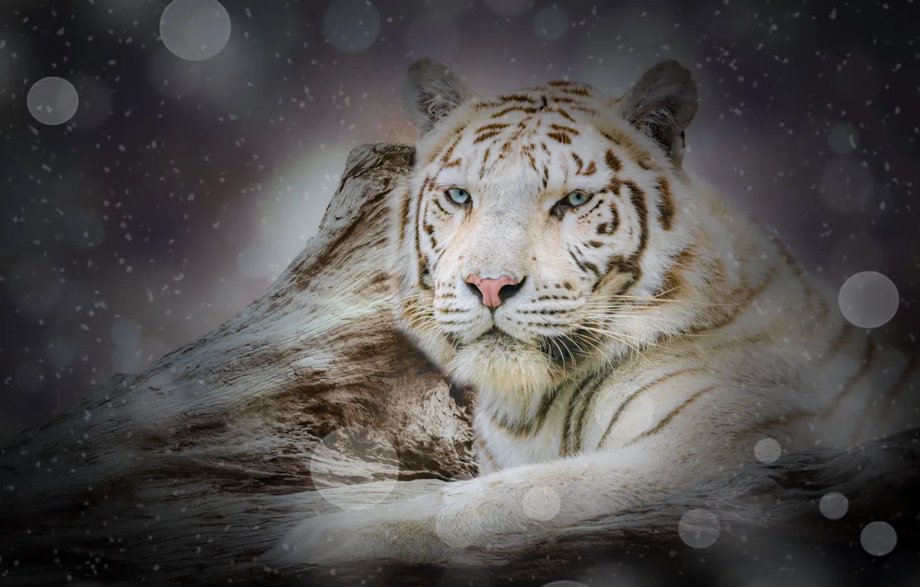 Фото обои зима, белый, взгляд, морда, снег, тигр, рендеринг, фон
