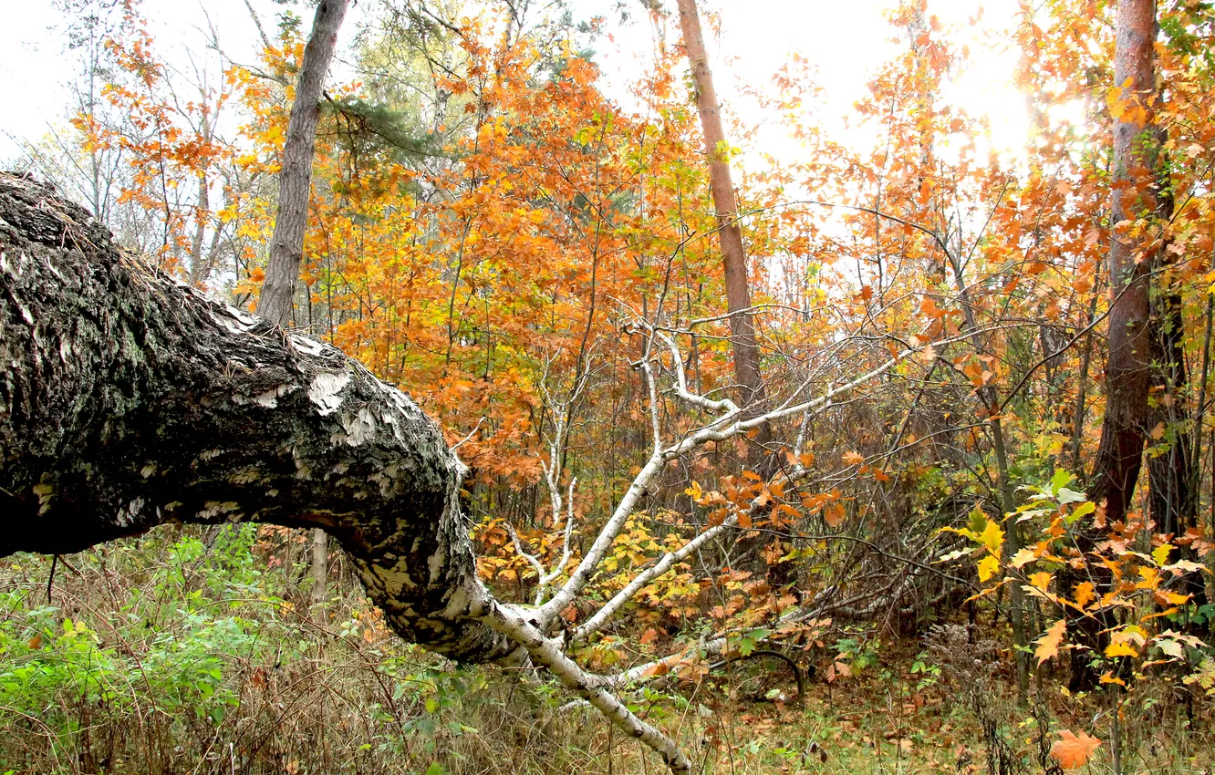 Фото обои forest, autumn, tree, fall
