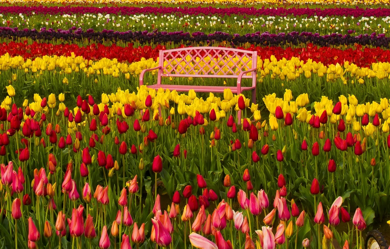 Фото обои скамейка, Орегон, тюльпаны, бутоны, разноцветные, Oregon, фестиваль тюльпанов, Woodburn