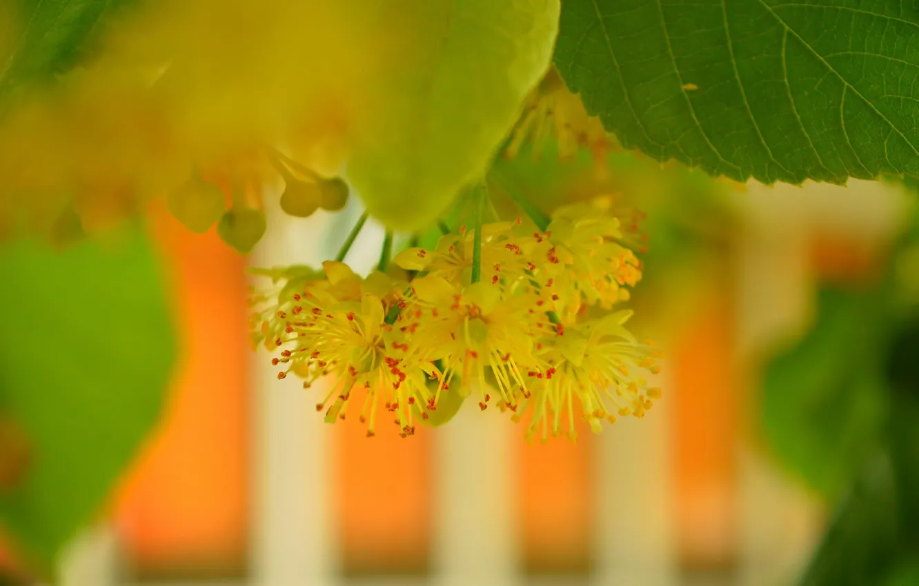 Фото обои Листья, Боке, Bokeh, Leaves, Желтые цветы, Yellow flowers