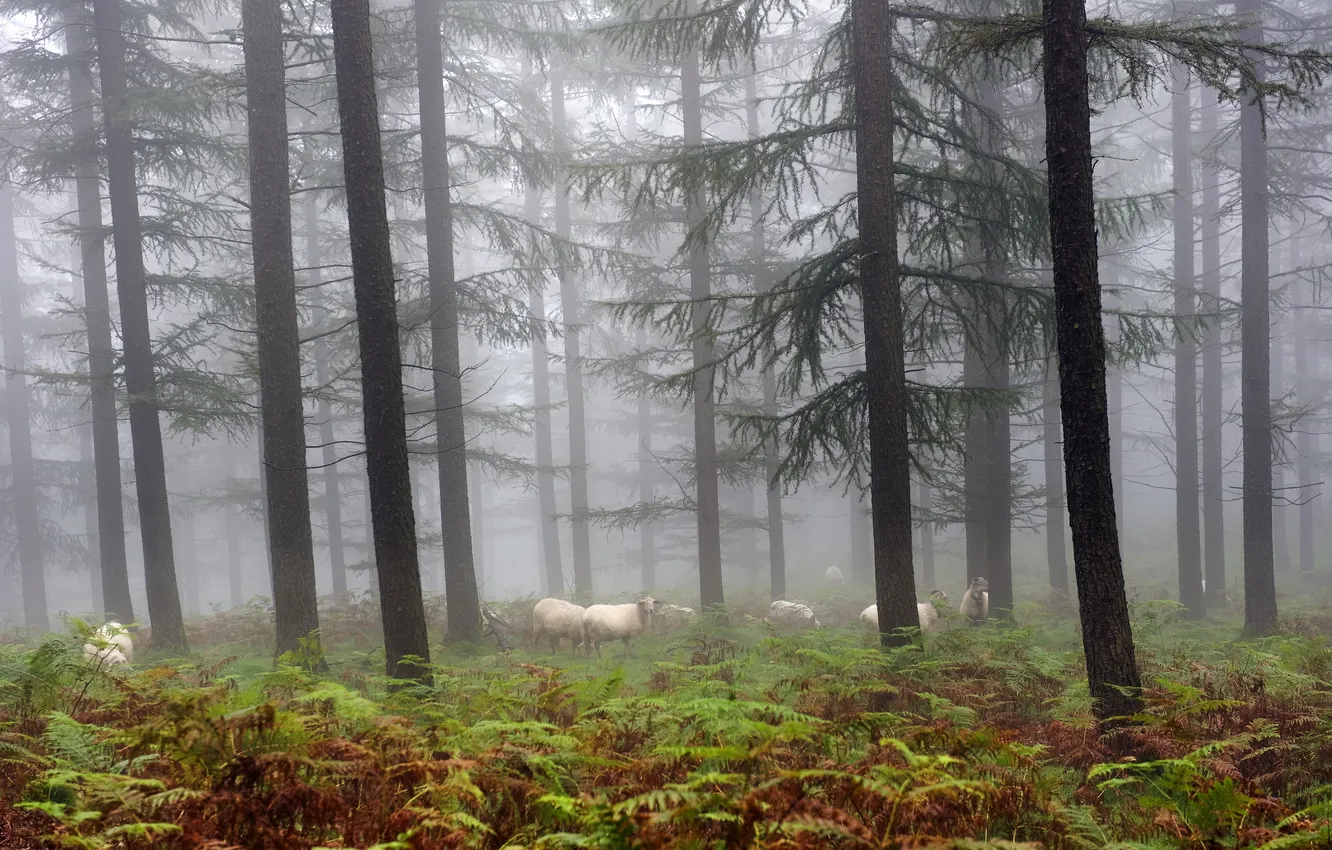 Фото обои лес, природа, туман, овцы