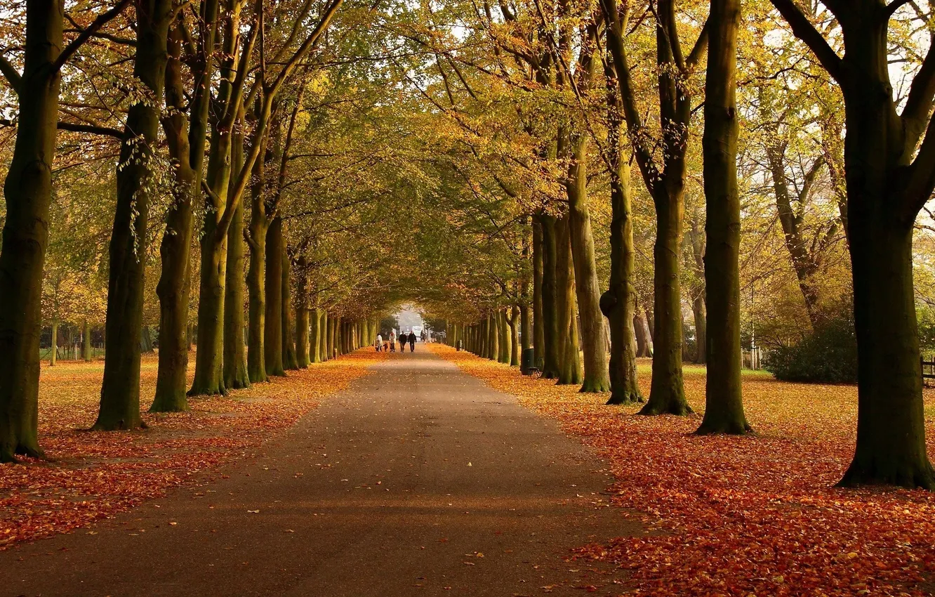 Фото обои дорога, осень, листья, деревья, прохожие