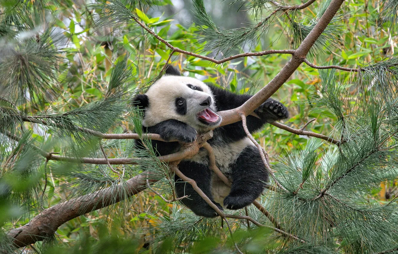 Фото обои дерево, bear, panda