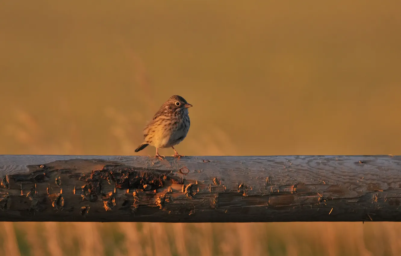 Фото обои птица, фокус, воробей, бревно, Sparrow, Vesper