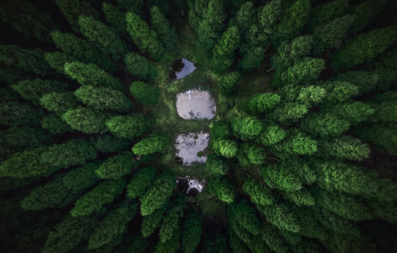 Фото обои лес, вода, деревья, озеро, вид с высоты, верхушки деревьев