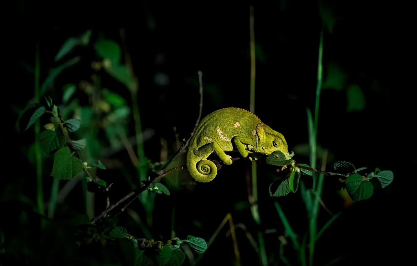 Фото обои ночь, хамелеон, ветка, Light painted chameleon