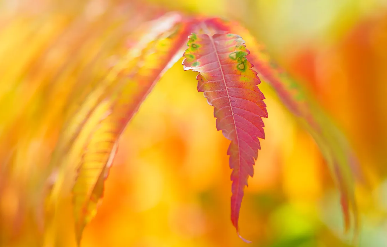 Фото обои осень, листья, природа