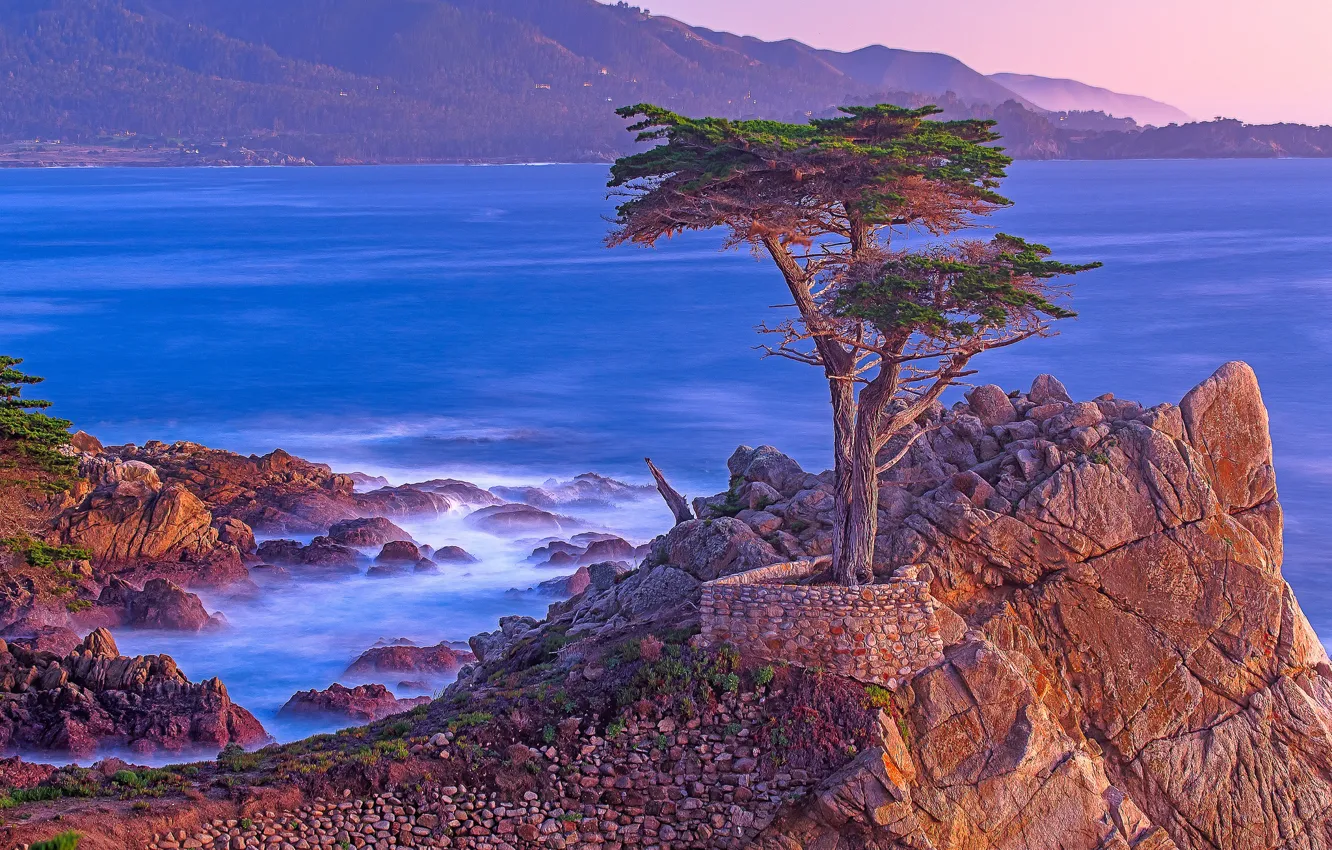 Фото обои море, дерево, скалы, Калифорния, США, Монтерей, Lone Cypress Point