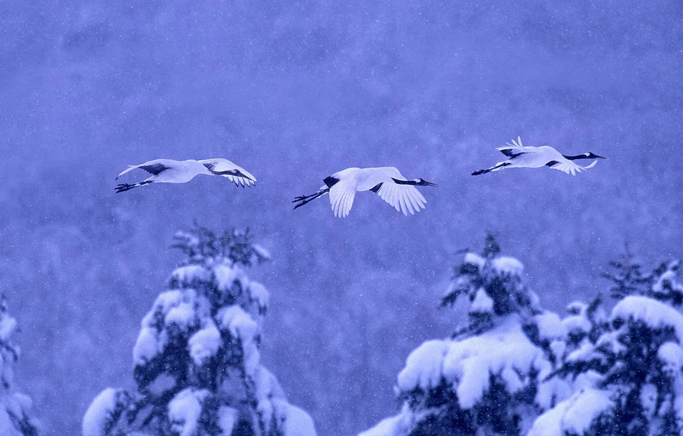 Фото обои зима, снег, птицы, Япония, Хоккайдо, японский журавль, Национальный парк Акан