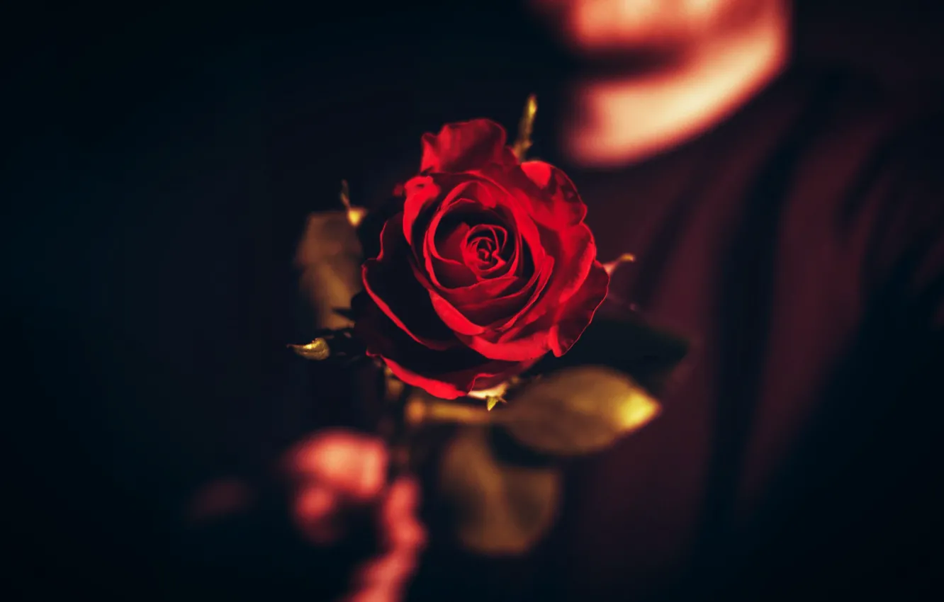 Фото обои Flower, Rose, Wallpaper