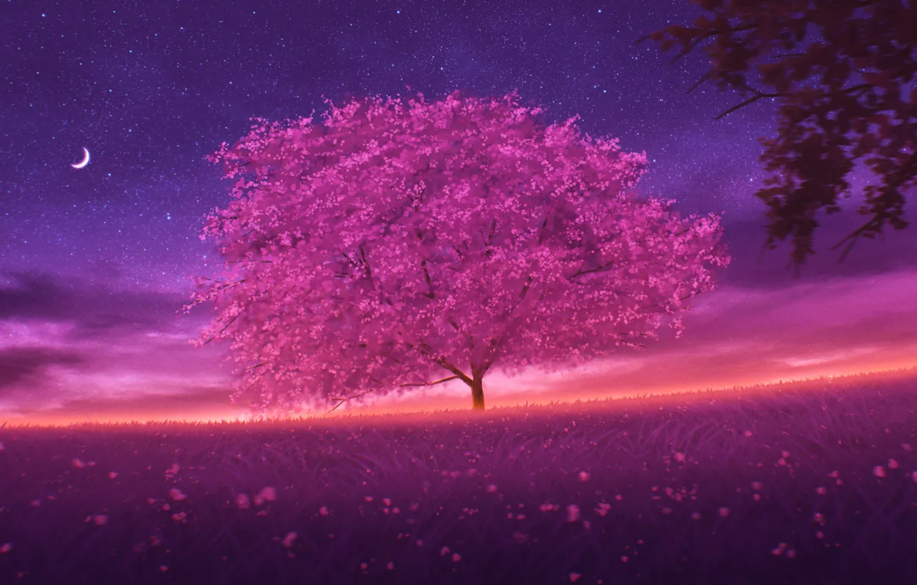 Фото обои небо, ночь, весна, сакура, цветнение
