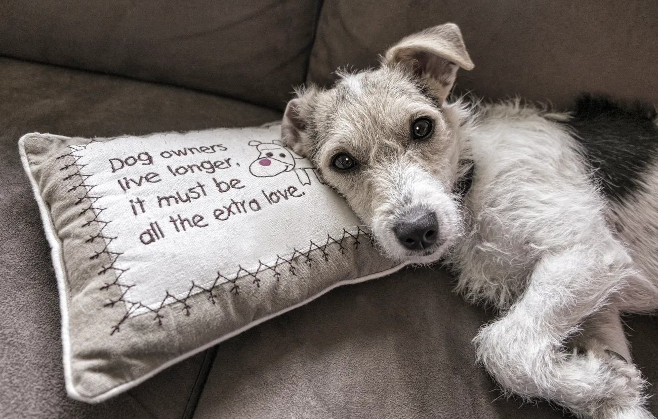Фото обои взгляд, уют, серый, фон, диван, надпись, собака, щенок