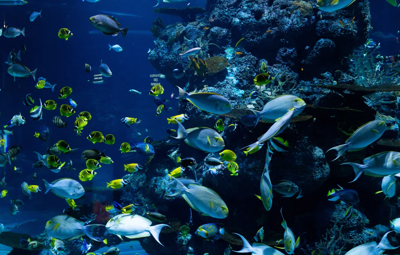Фото обои движение, прозрачная вода, подводный мир, красота природы, коралловые рифы, movement, clear water, natural beauty