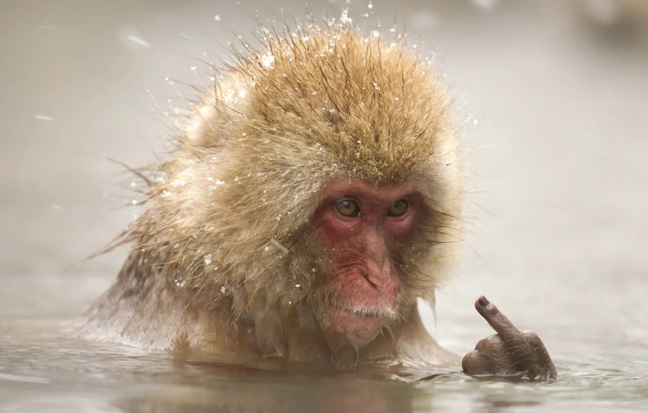 Фото обои морда, вода, ситуация, купание, обезьяна, пальцы, средний палец, макака