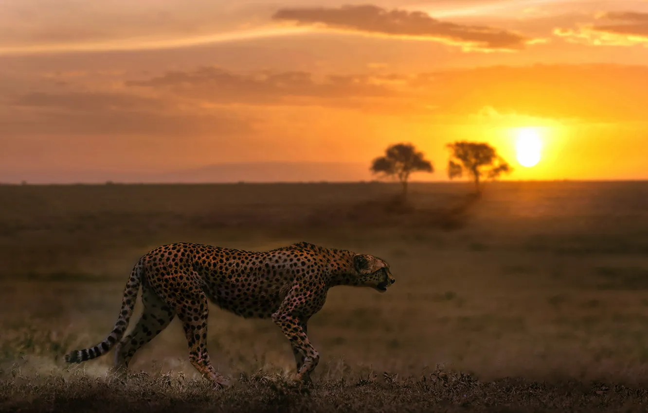 Фото обои закат, природа, гепард