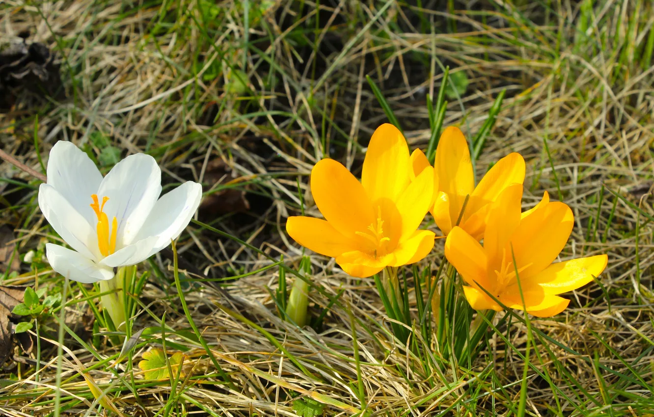 Фото обои flower, spring, crocus