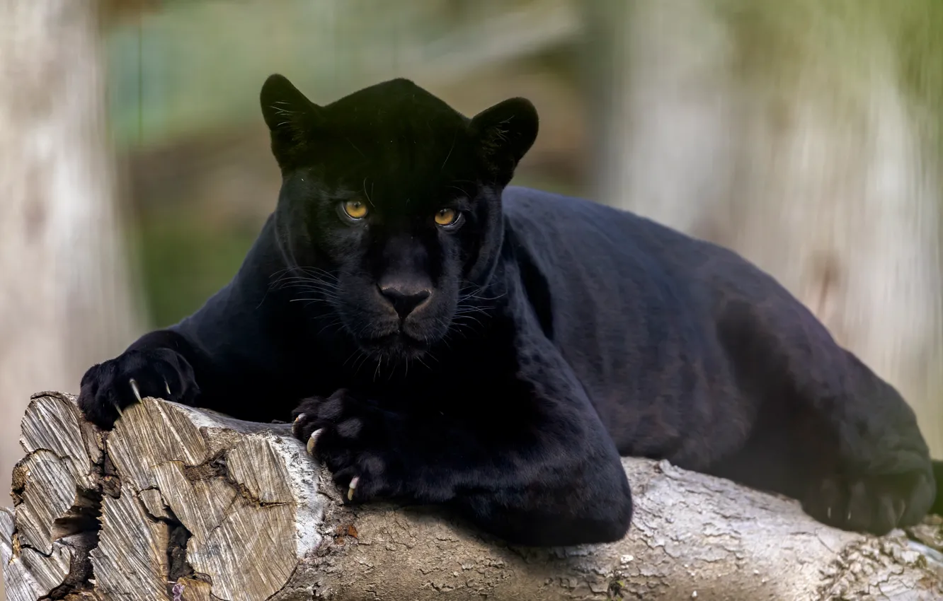 Фото обои взгляд, Ягуар, дикая кошка, чёрная пантера