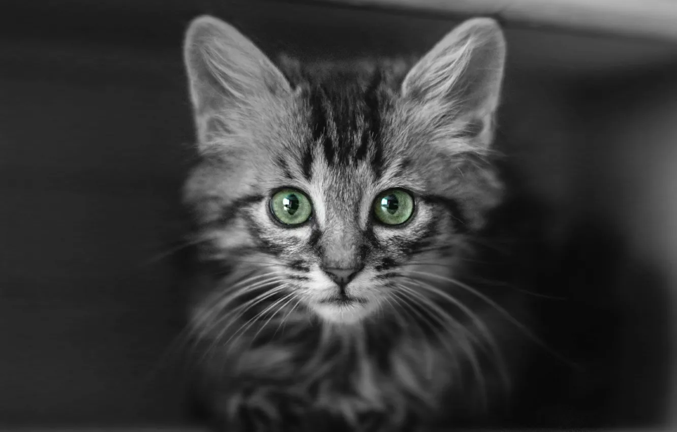 Фото обои кошка, кот, взгляд, поза, мордашка