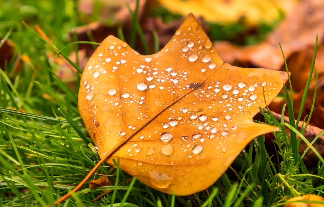 Фото обои осень, трава, капли, макро, природа, лист