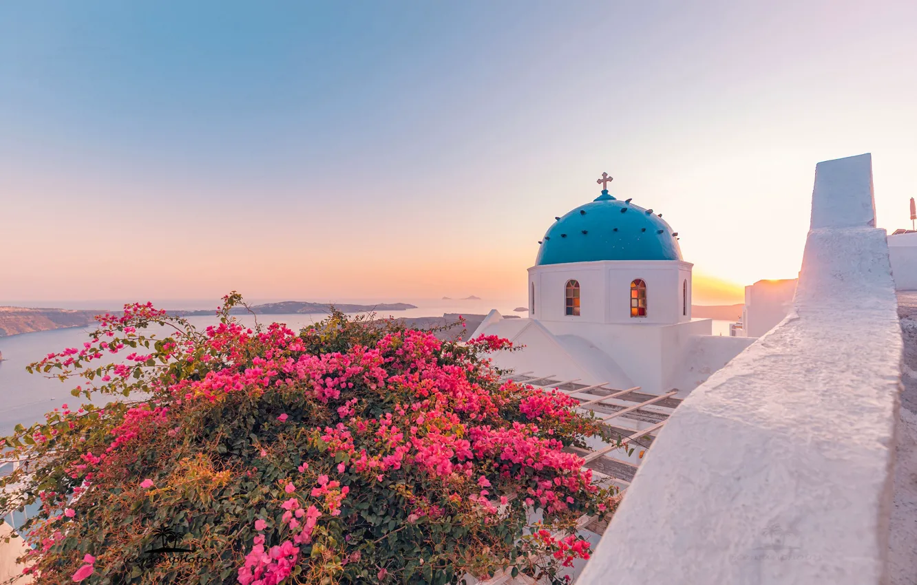 Фото обои море, Санторини, Греция, церковь, купол, кусты, Santorini, Oia