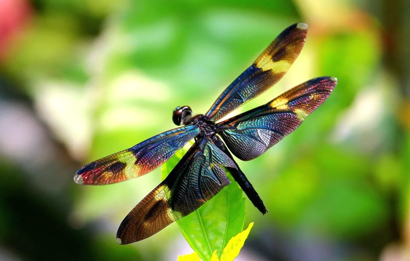 Фото обои крылья, стрекоза, насекомое, крылышки