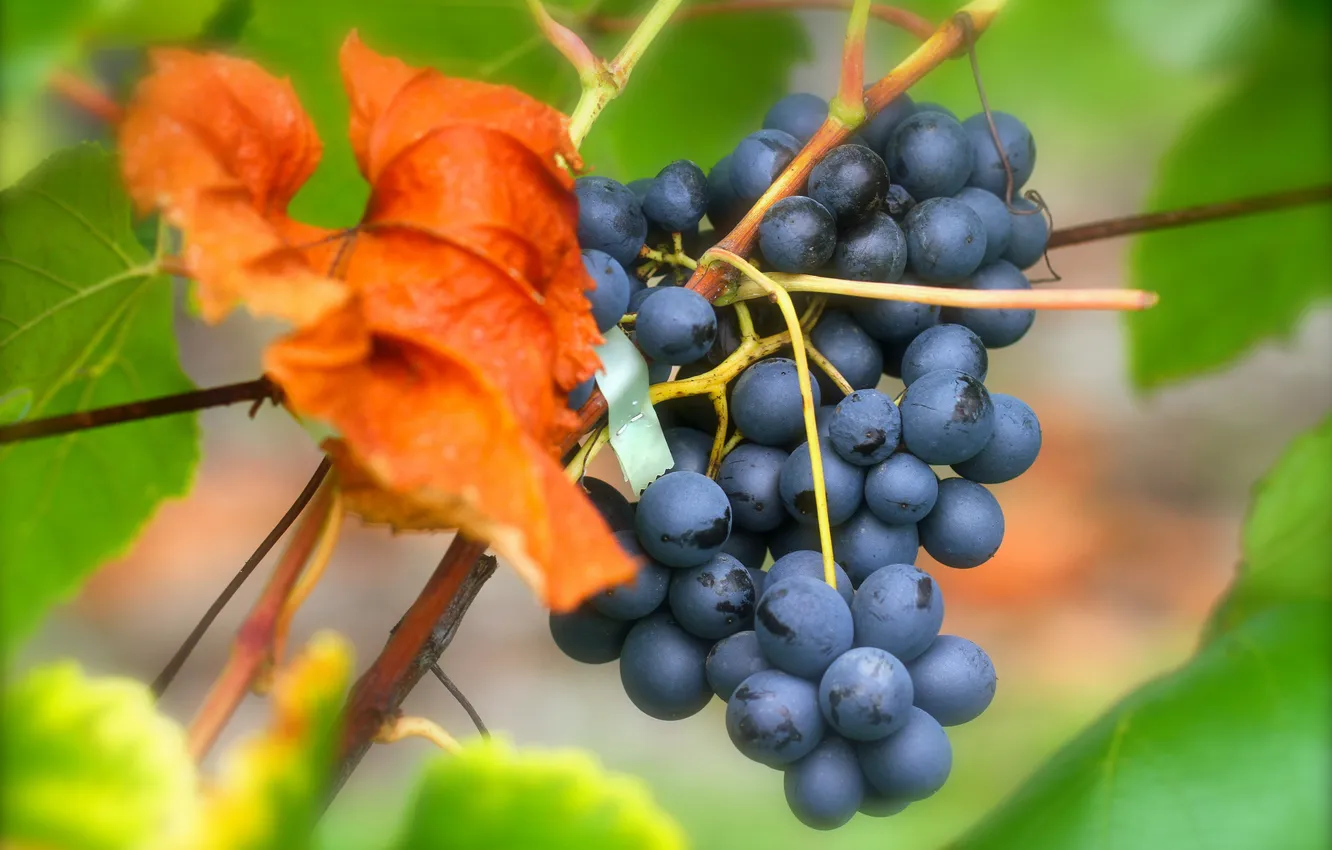 Фото обои листья, красный, лист, виноград, гроздь