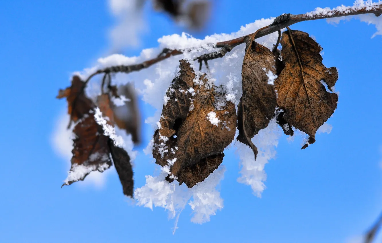 Фото обои листья, снег, природа, ветка