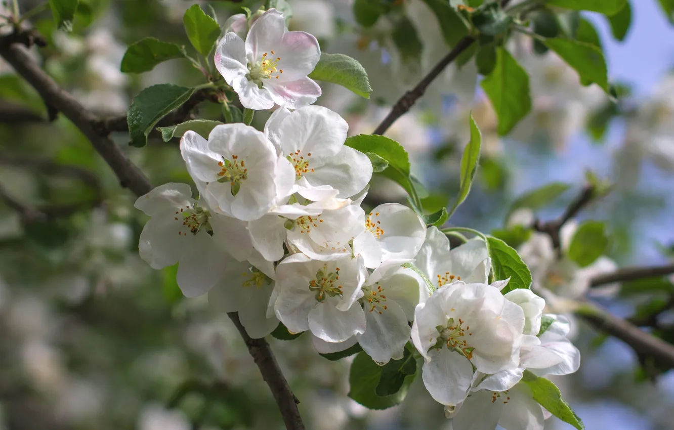 Фото обои дерево, весна, яблоня