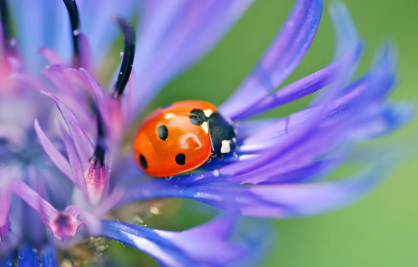 Фото обои цветок, макро, синий, природа, божья коровка, жук, лепестки, насекомое