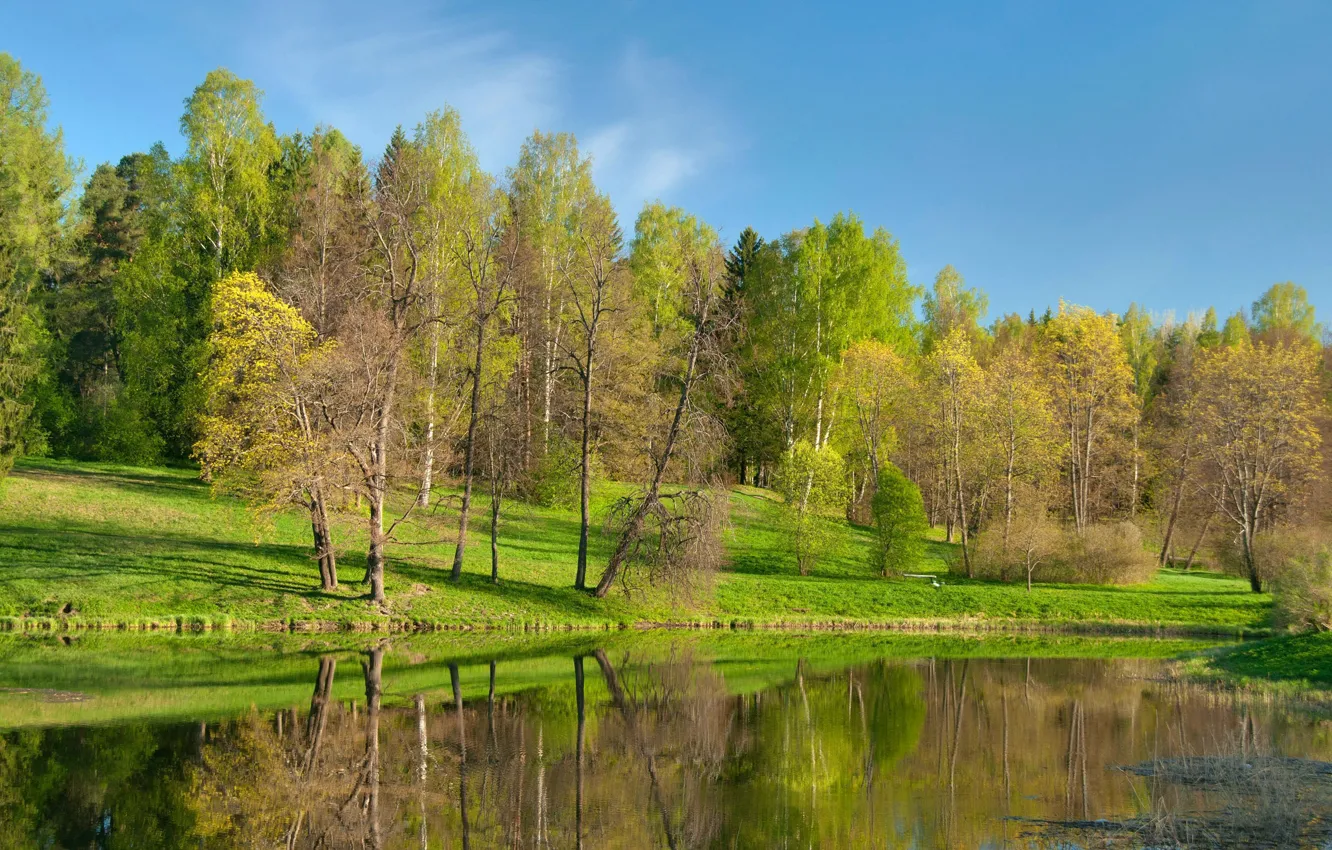 Фото обои деревья, озеро, пруд, парк
