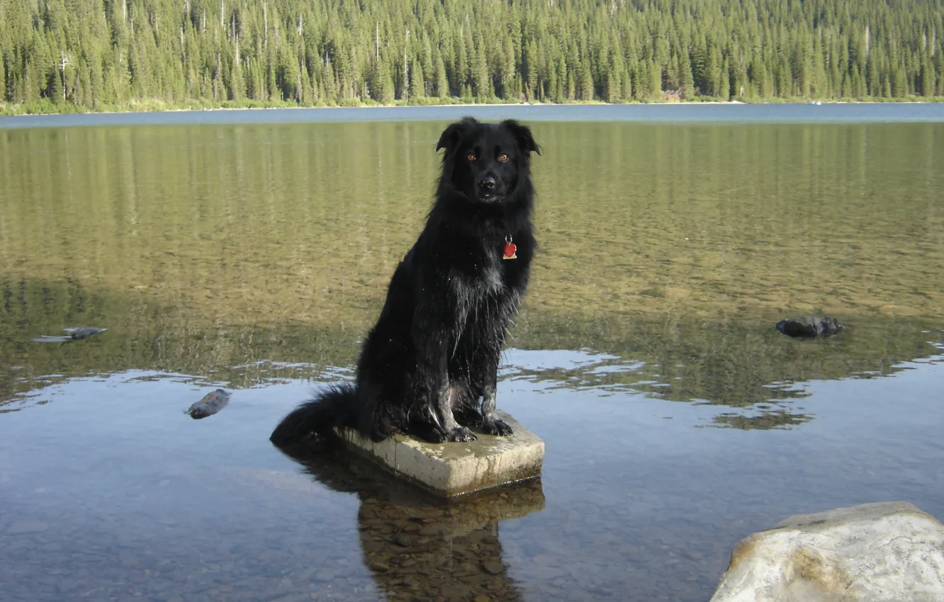 Фото обои Alberta, Dog, Canada, Water, Scenery, Border Collie, Waterton, Cameron Lake