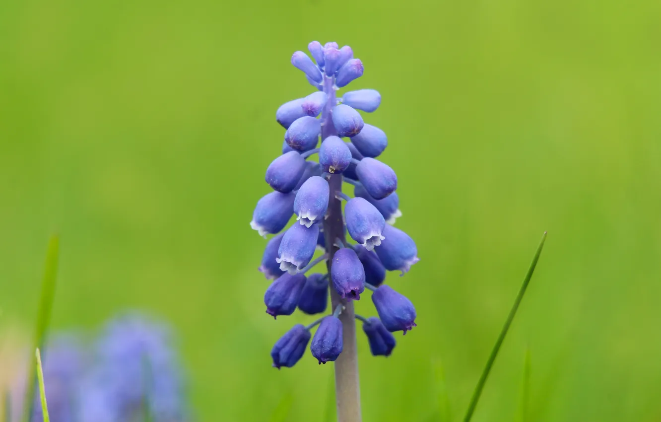Фото обои blue, flowers, grape hyacinths
