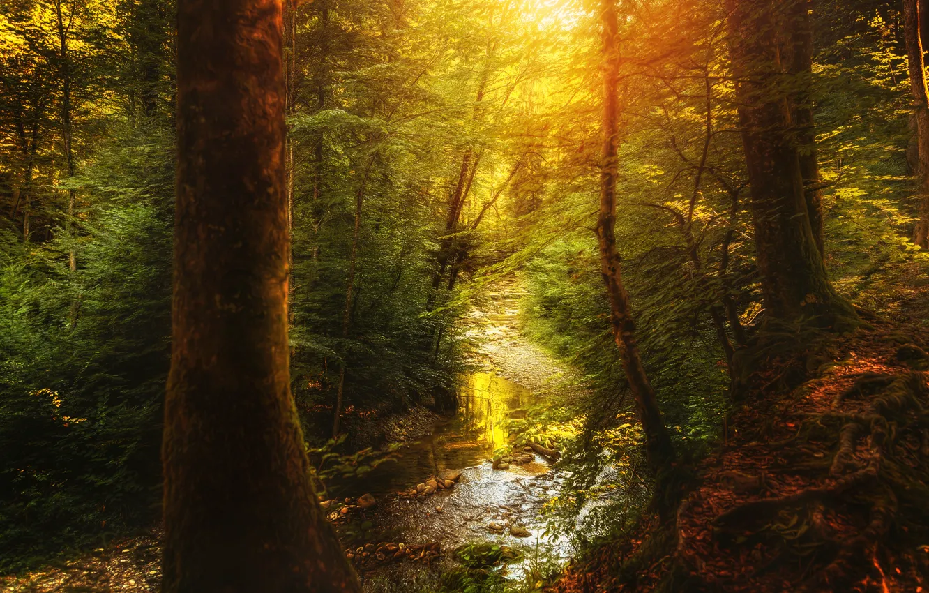 Фото обои лес, ручей, обработка, Little creek