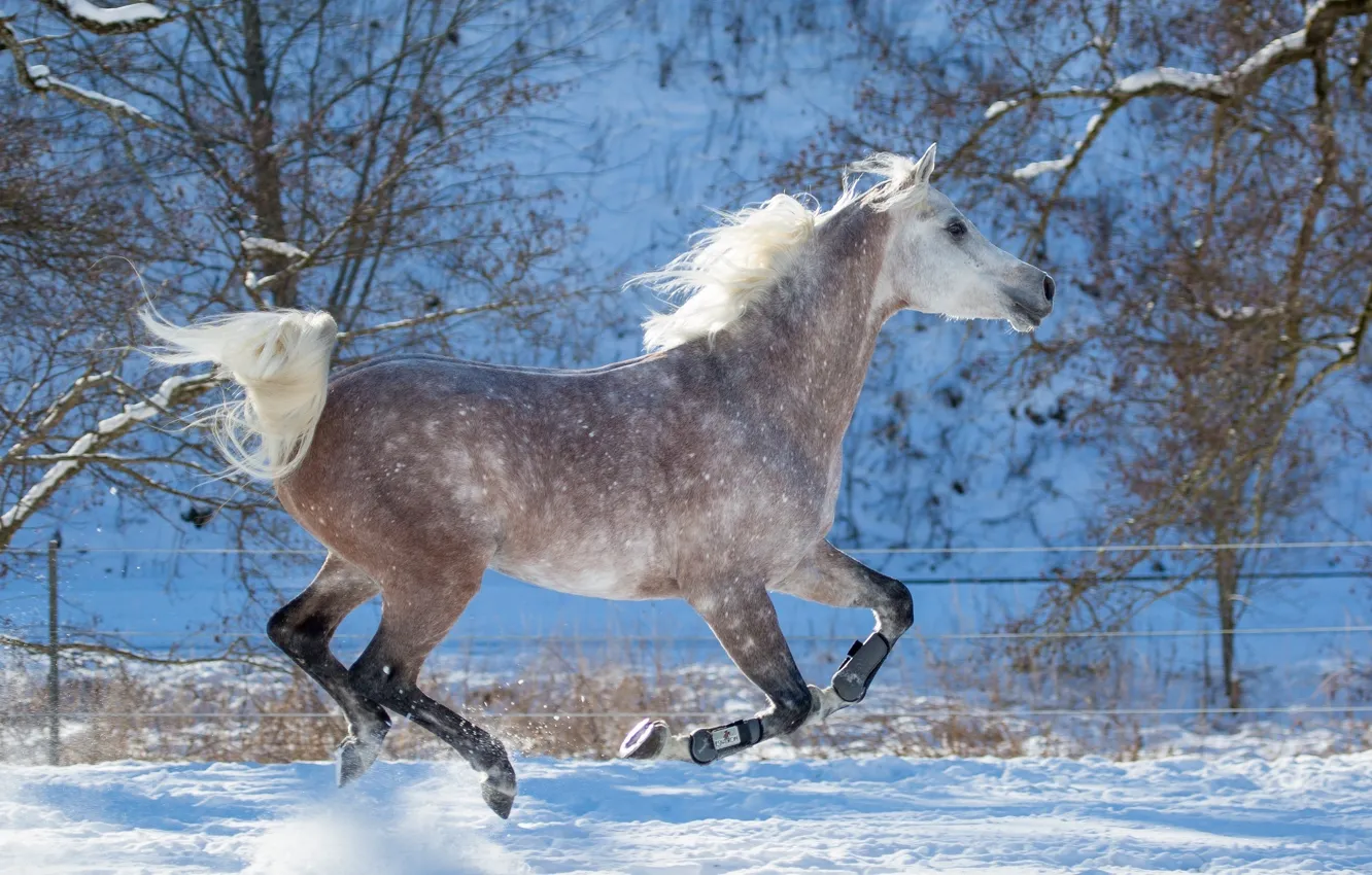 Фото обои серый, движение, конь, лошадь, скорость, мощь, бег, грация