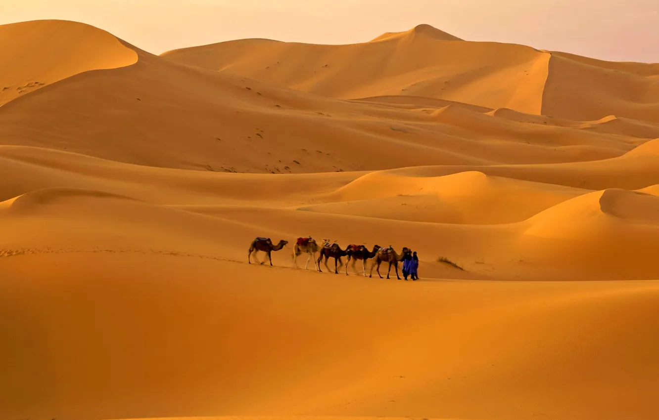 Фото обои песок, небо, пустыня, бархан, верблюд, караван