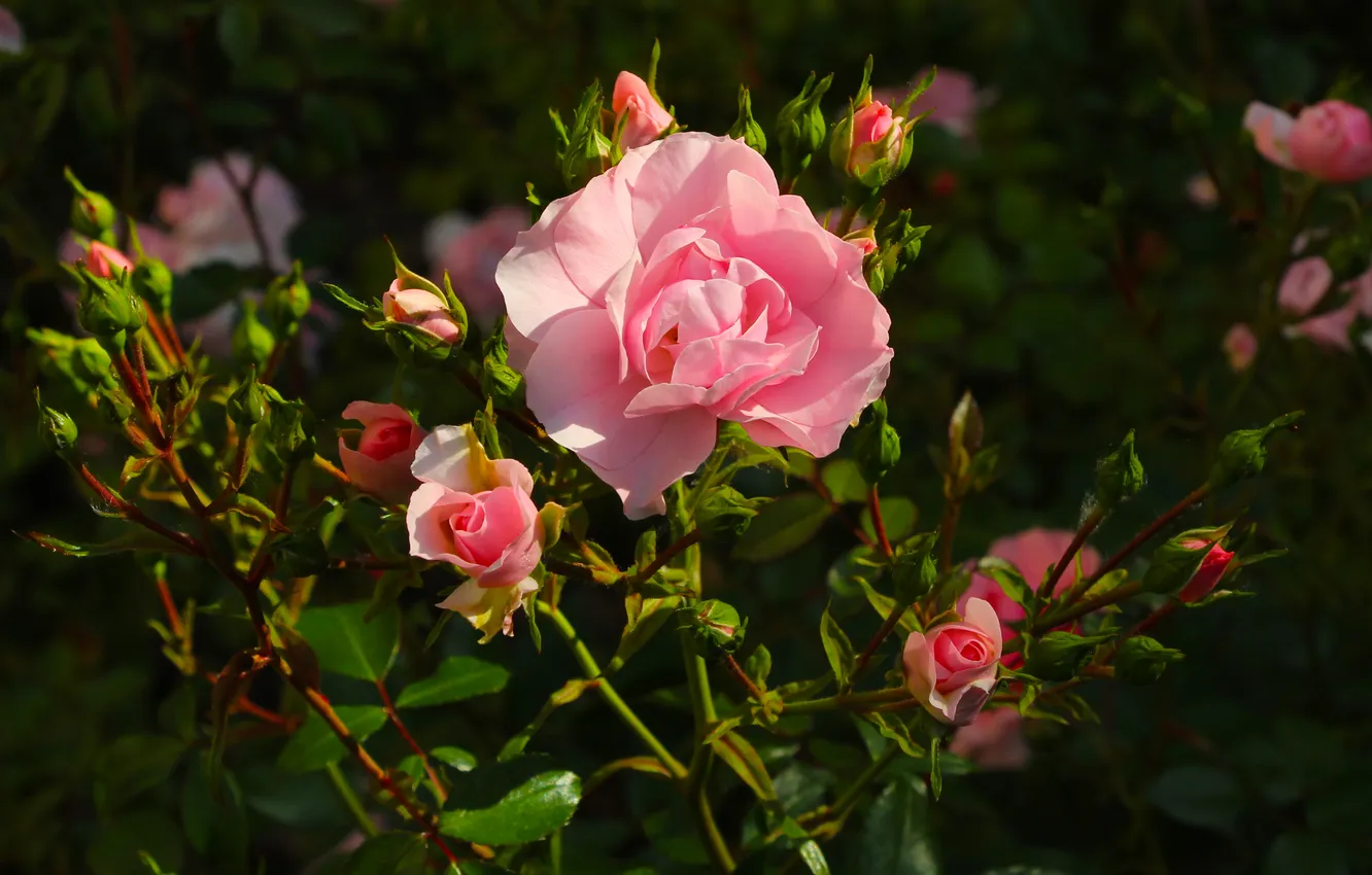 Фото обои pink, roses, blooming