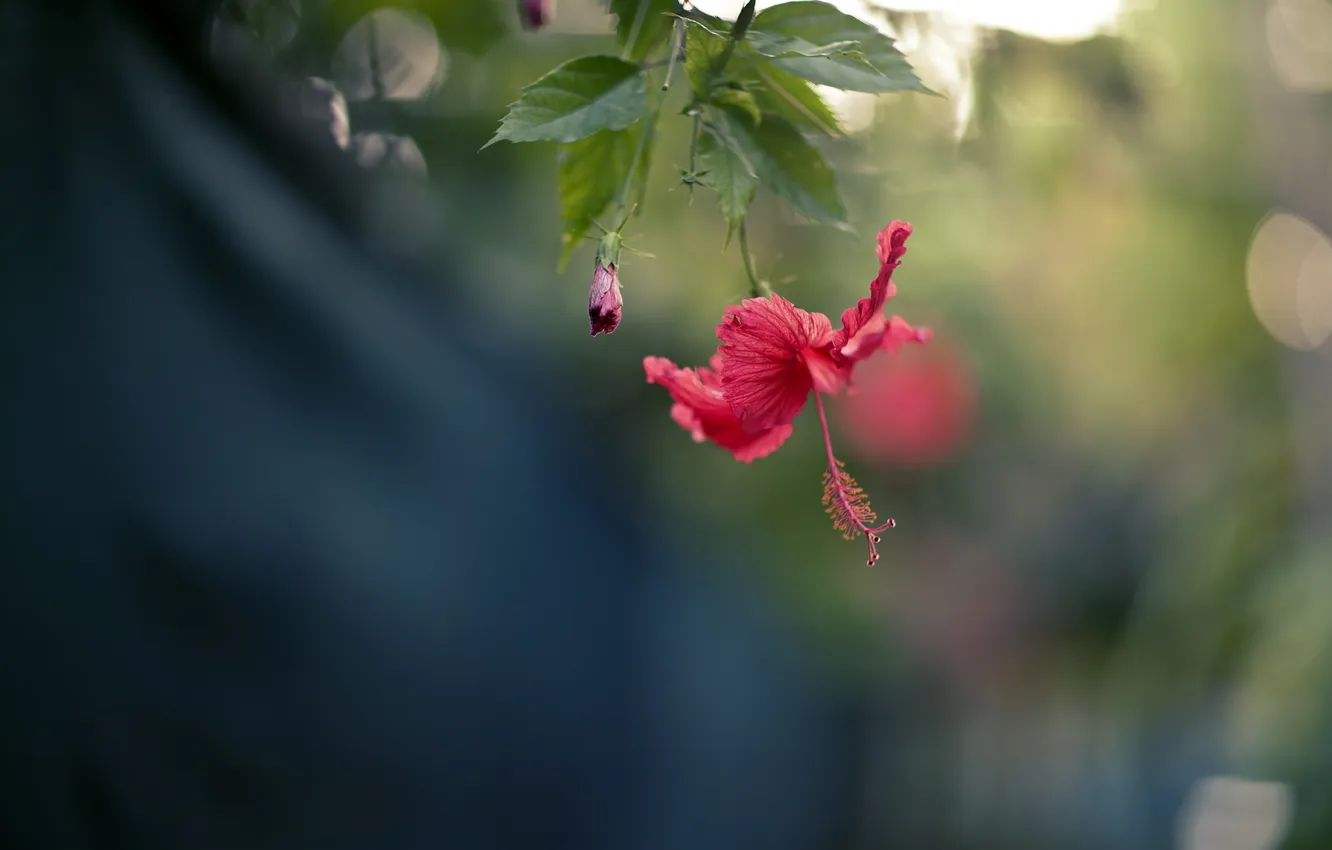 Фото обои red, tropical, hibiscus