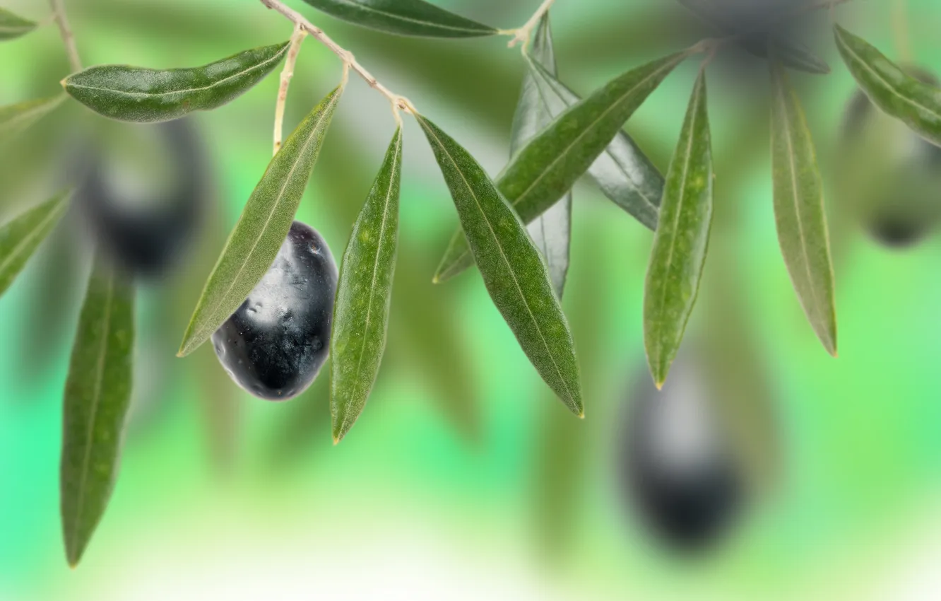Фото обои листья, боке, маслины